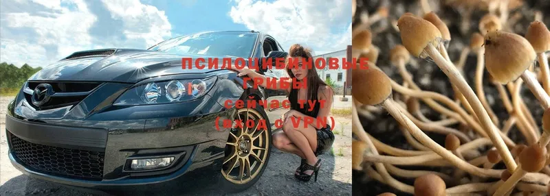 сколько стоит  MEGA маркетплейс  Псилоцибиновые грибы Psilocybe  Почеп 